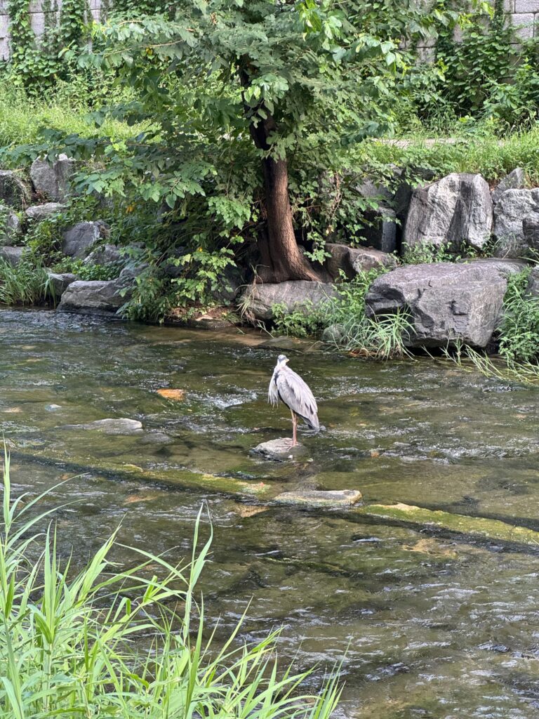 川にいる水鳥